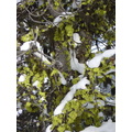 lichen